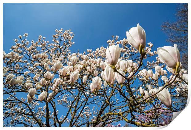 Magnolia stellata in Spring Print by Arterra 