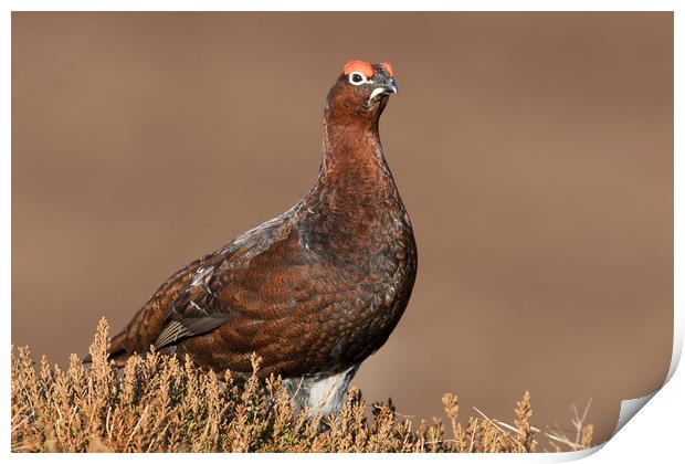Red Grouse, Scottish Highlands Print by Arterra 
