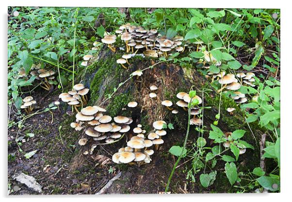 Fungi, Mushroom, Sulphur tuft, Hypholoma fascicula Acrylic by Hugh McKean