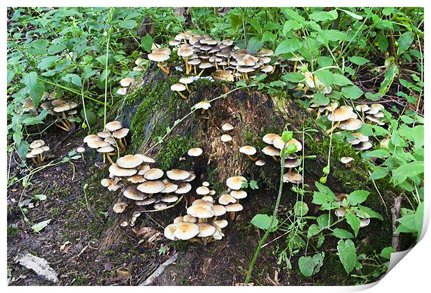 Fungi, Mushroom, Sulphur tuft, Hypholoma fascicula Print by Hugh McKean
