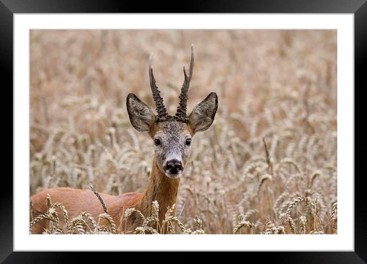 Roe Deer in Field Framed Mounted Print by Arterra 