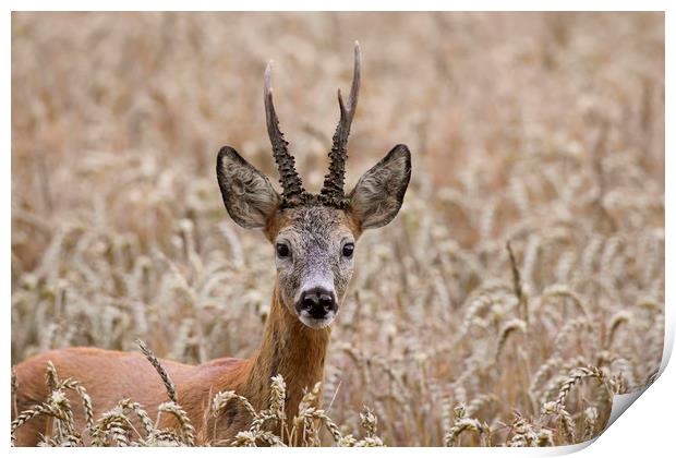 Roe Deer in Field Print by Arterra 