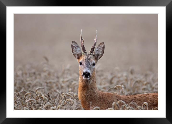Roe Deer in Summer Framed Mounted Print by Arterra 