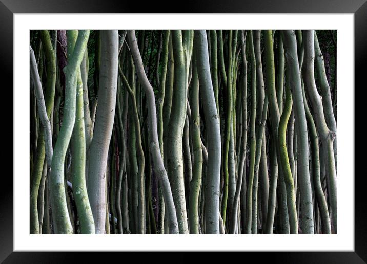 Abstract Tree Trunks Framed Mounted Print by Arterra 