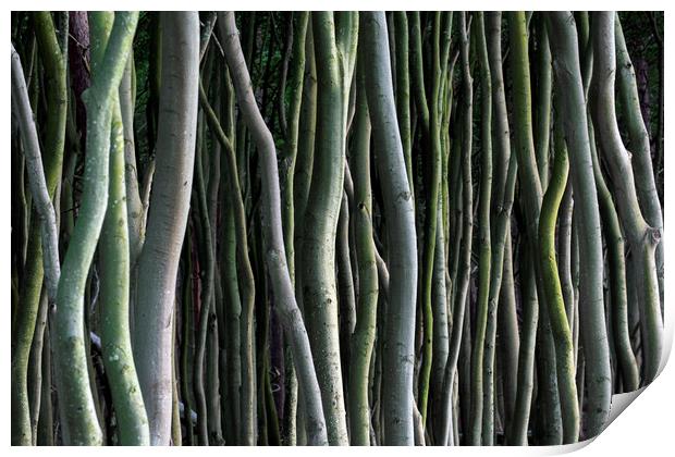Abstract Tree Trunks Print by Arterra 