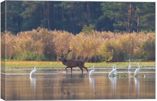 Red Deer and Egrets Canvas Print by Arterra 