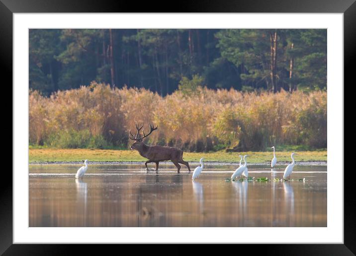 Red Deer and Egrets Framed Mounted Print by Arterra 