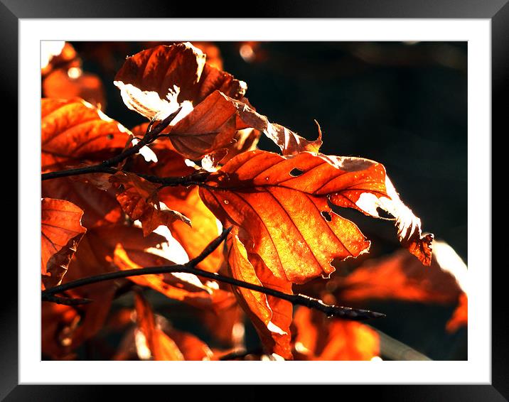 Red Leaves Framed Mounted Print by Mark Malaczynski