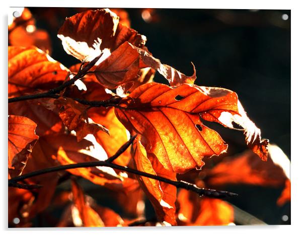 Red Leaves Acrylic by Mark Malaczynski
