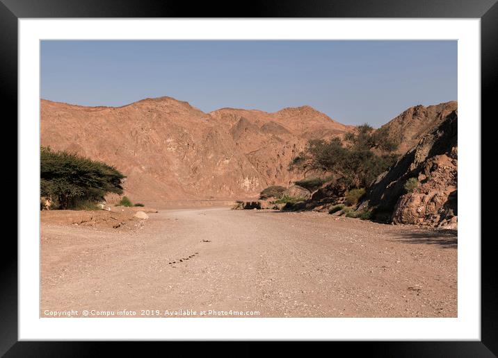 green trees in the desert of south israel near the Framed Mounted Print by Chris Willemsen