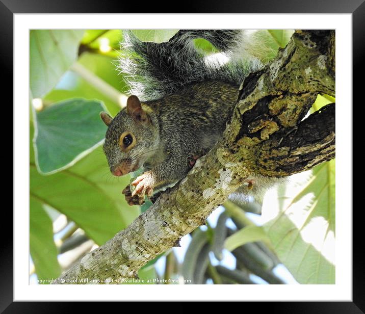 Mexican Grey Squirrel Framed Mounted Print by Paul Williams