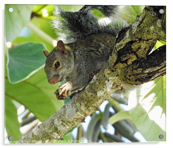 Mexican Grey Squirrel Acrylic by Paul Williams