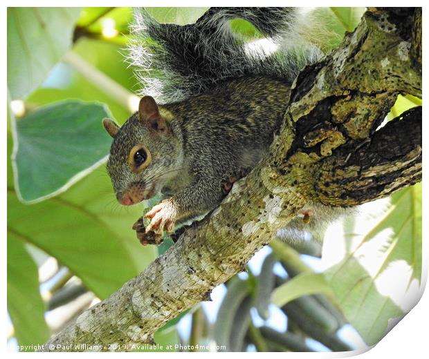 Mexican Grey Squirrel Print by Paul Williams