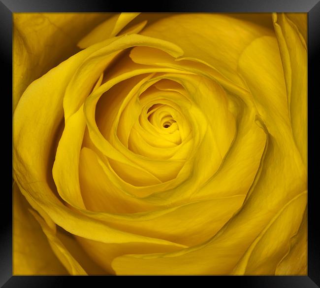 Yellow Rose Framed Print by Mike Gorton