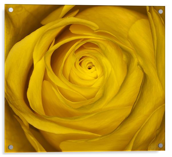 Yellow Rose Acrylic by Mike Gorton