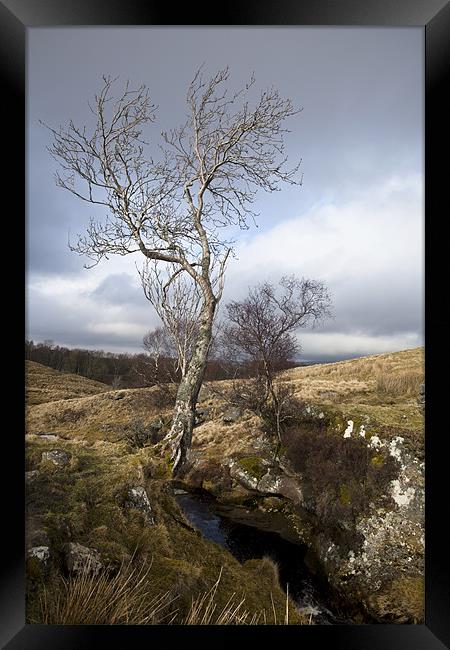 Tree by River Framed Print by Karen Crawford