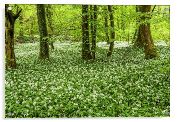 Ramsons in Fforest Ganol Woods Cardiff in Spring Acrylic by Nick Jenkins
