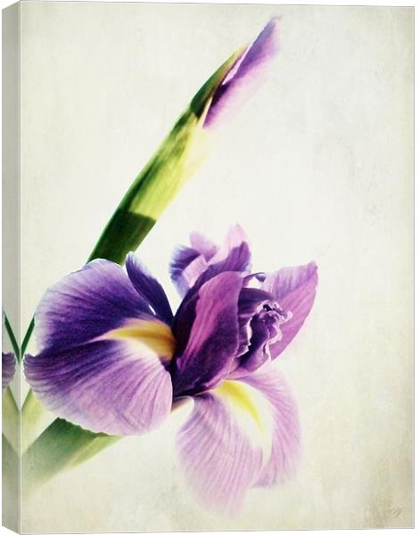Purple Iris. Canvas Print by Aj’s Images