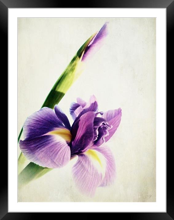 Purple Iris. Framed Mounted Print by Aj’s Images