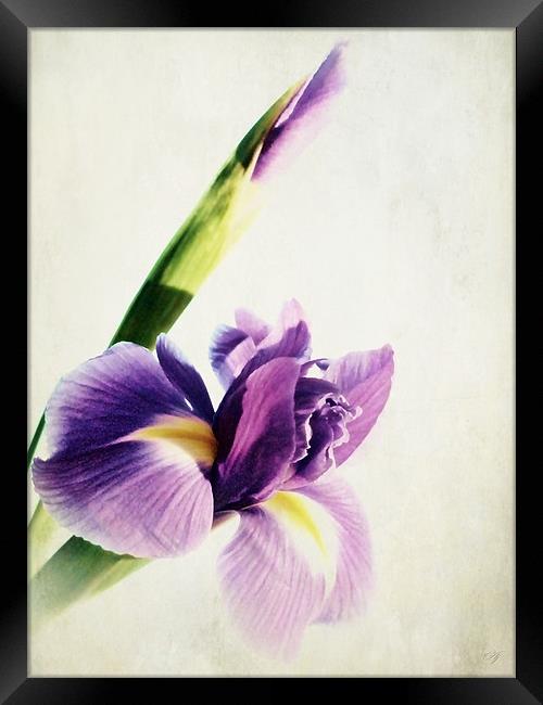 Purple Iris. Framed Print by Aj’s Images