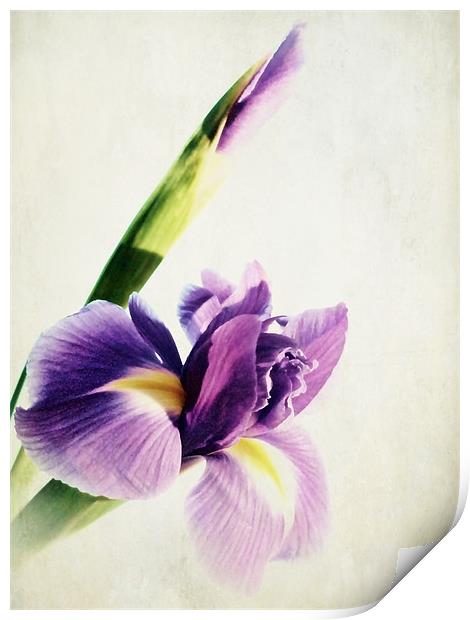 Purple Iris. Print by Aj’s Images