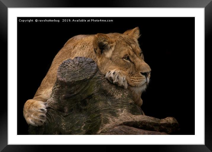 Serene Lioness Framed Mounted Print by rawshutterbug 
