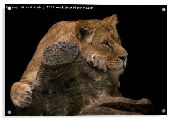 Serene Lioness Acrylic by rawshutterbug 