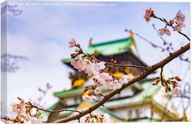 Cherry Blossom, Osaka Castle Canvas Print by Colin & Linda McKie