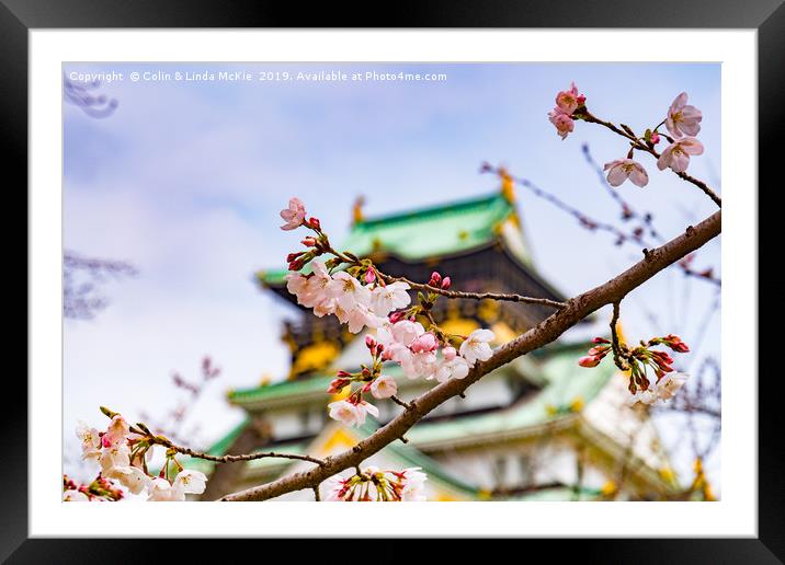 Cherry Blossom, Osaka Castle Framed Mounted Print by Colin & Linda McKie