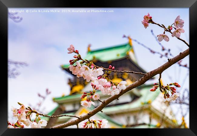 Cherry Blossom, Osaka Castle Framed Print by Colin & Linda McKie