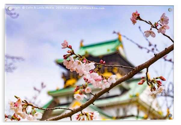 Cherry Blossom, Osaka Castle Acrylic by Colin & Linda McKie