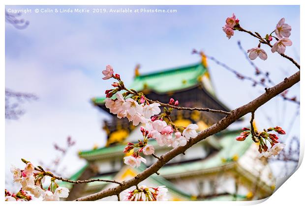 Cherry Blossom, Osaka Castle Print by Colin & Linda McKie