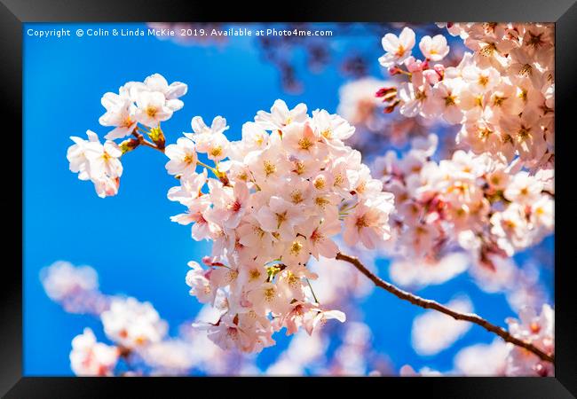 Cherry Blossom against a Bright Blue Sky Framed Print by Colin & Linda McKie