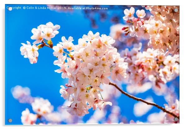 Cherry Blossom against a Bright Blue Sky Acrylic by Colin & Linda McKie