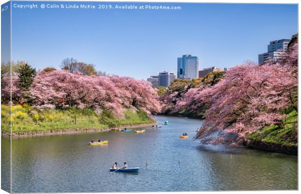 Cherry Blossom and Boats, Tokyo Canvas Print by Colin & Linda McKie