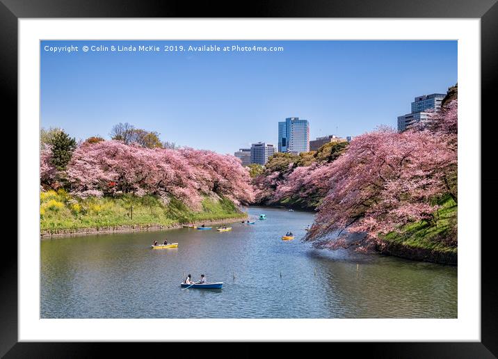 Cherry Blossom and Boats, Tokyo Framed Mounted Print by Colin & Linda McKie