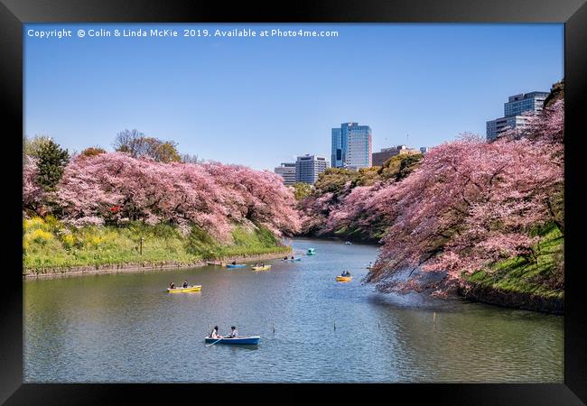 Cherry Blossom and Boats, Tokyo Framed Print by Colin & Linda McKie