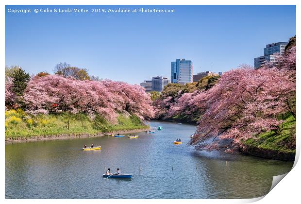 Cherry Blossom and Boats, Tokyo Print by Colin & Linda McKie