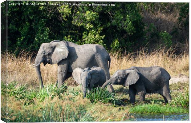 Elephants feeding on bank of Victoria Nile, Uganda Canvas Print by Angus McComiskey
