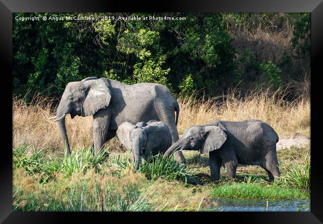 Elephants feeding on bank of Victoria Nile, Uganda Framed Print by Angus McComiskey