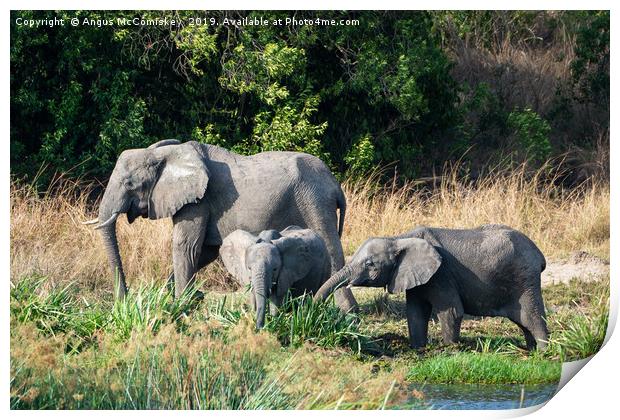 Elephants feeding on bank of Victoria Nile, Uganda Print by Angus McComiskey