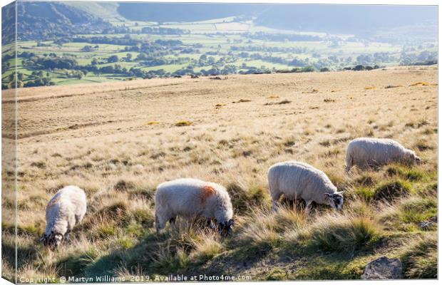 Sheep, Lose Hill, Derbyshire, UK  Canvas Print by Martyn Williams