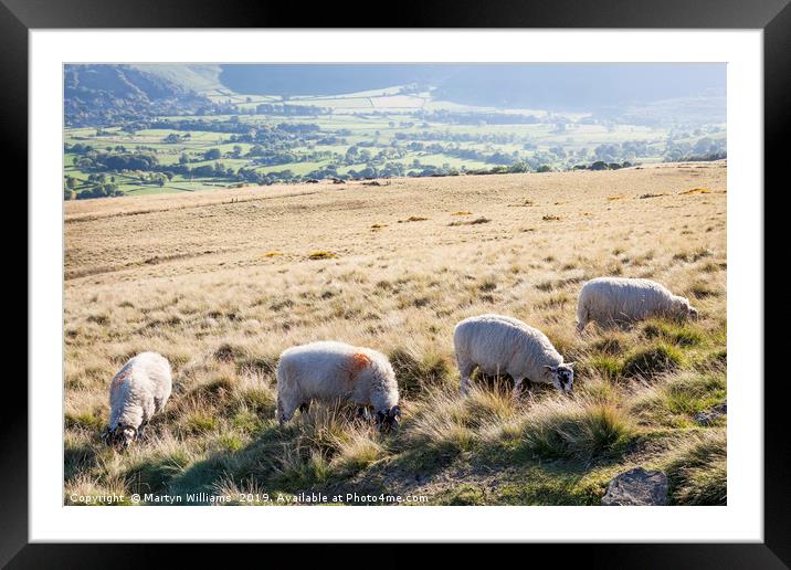 Sheep, Lose Hill, Derbyshire, UK  Framed Mounted Print by Martyn Williams
