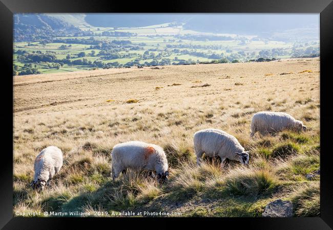 Sheep, Lose Hill, Derbyshire, UK  Framed Print by Martyn Williams