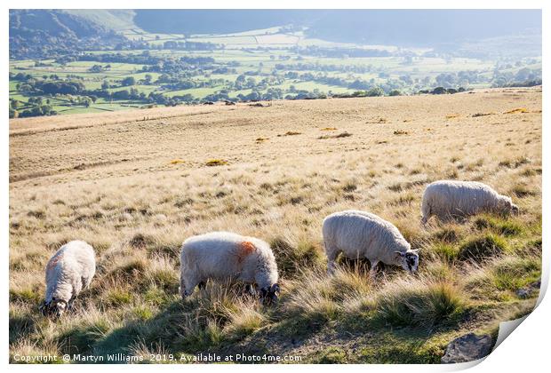 Sheep, Lose Hill, Derbyshire, UK  Print by Martyn Williams