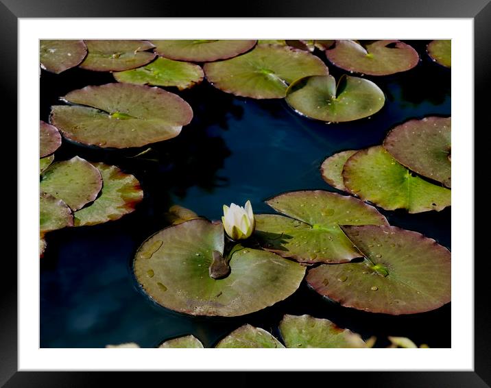 Lily Pads in the Sun Framed Mounted Print by Nathalie Hales