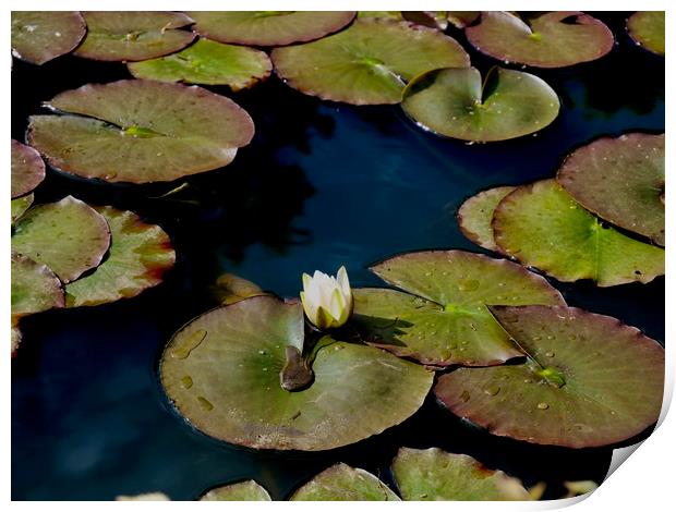 Lily Pads in the Sun Print by Nathalie Hales