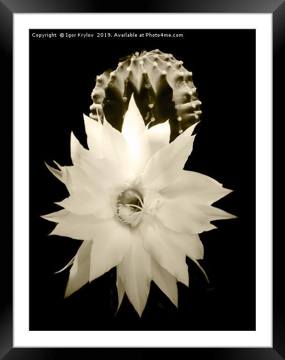 Flowers of cactus Framed Mounted Print by Igor Krylov