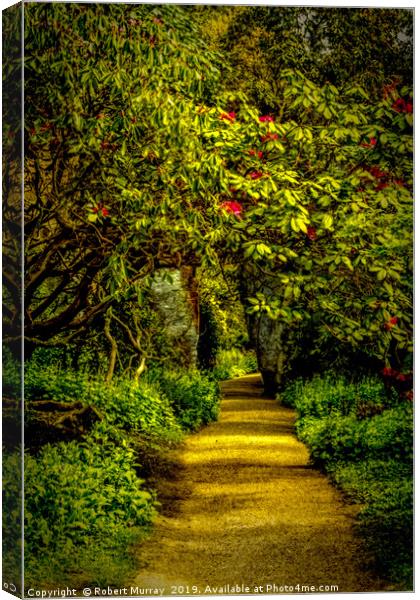 Sun-dappled Rhododendron Path Canvas Print by Robert Murray