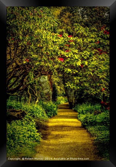 Sun-dappled Rhododendron Path Framed Print by Robert Murray